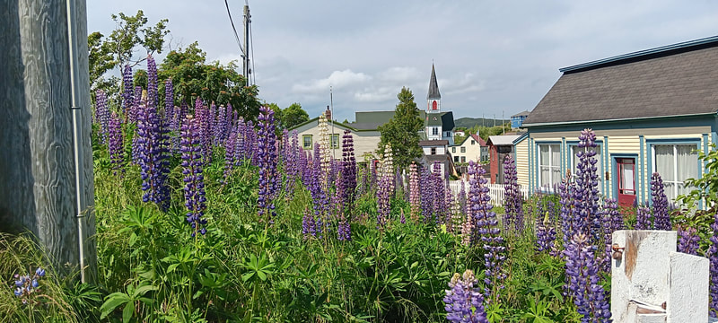 Lupins with the church in the background