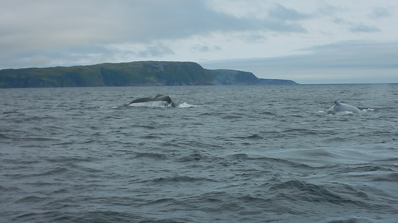 Whales in Trinity Harbor
