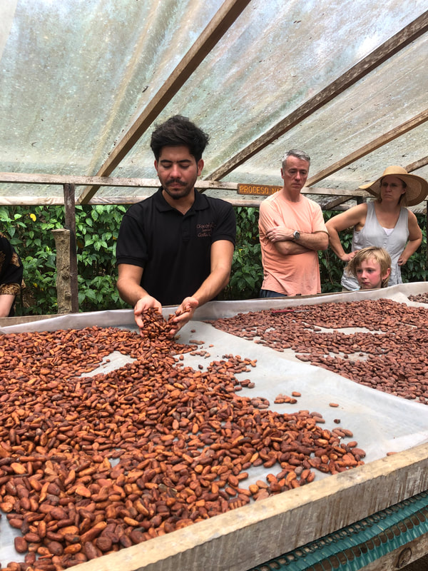 Drying cacao