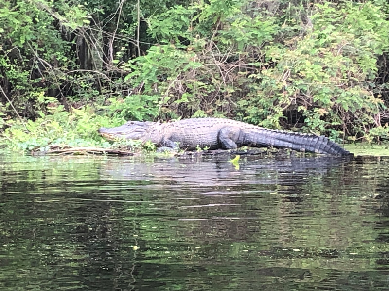 Sunannee River alligator