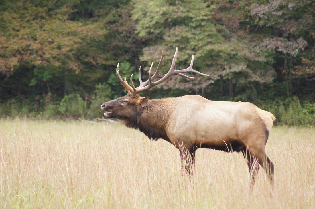 Elk in Cataloochee Valley, Great Smoky Mountains