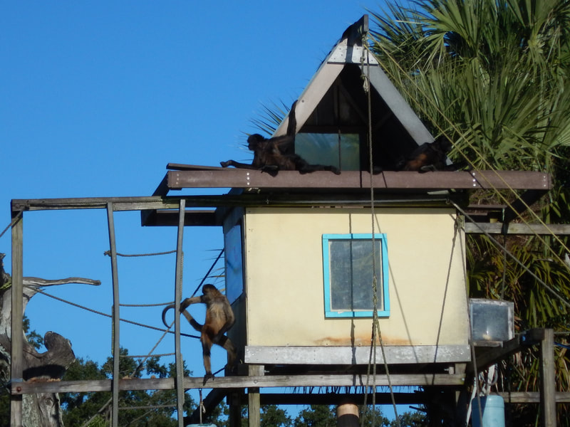Monkey Island at Florida Cracker Riverside Resort